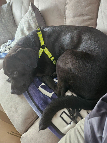 Lad xstaffy