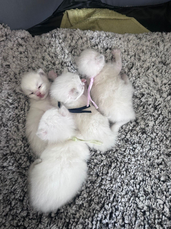 Ragdoll