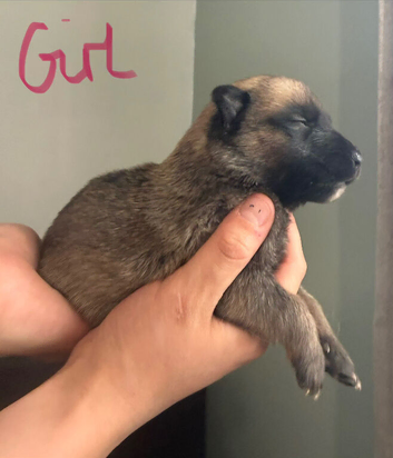 Belgium Malinois