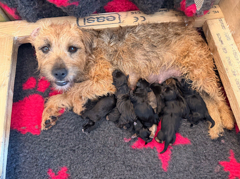 Litter of 9 Lakeland boarder cross parson Russell