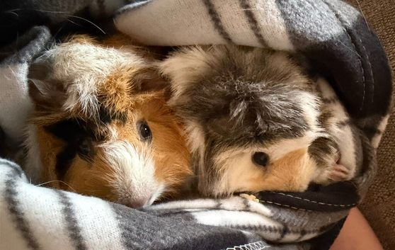 Guinea pig brothers