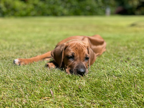 1 beautiful KC registered perfect dog puppy available