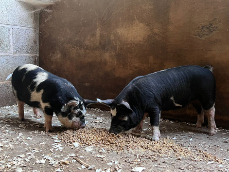 5 Mini Piglets Ready September