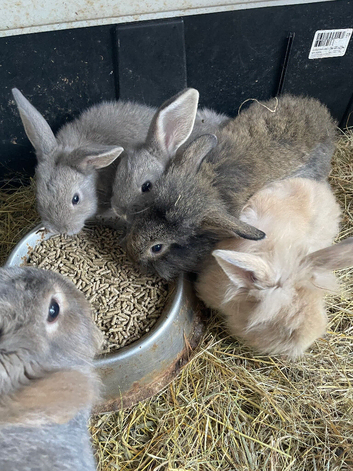 Mini Lion lop bunny rabbits for sale