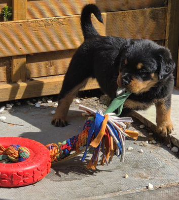 Rottwwiler girl 8 weeks old semi long haired