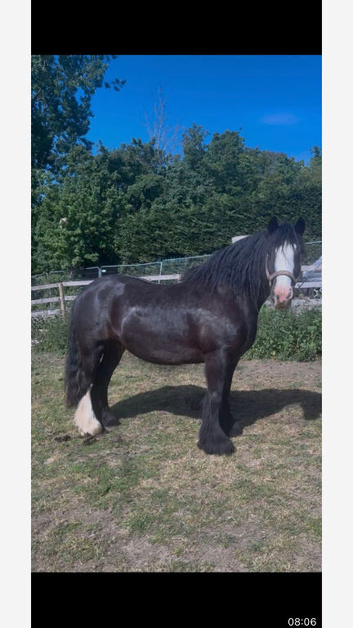 Heavyweight cob mare