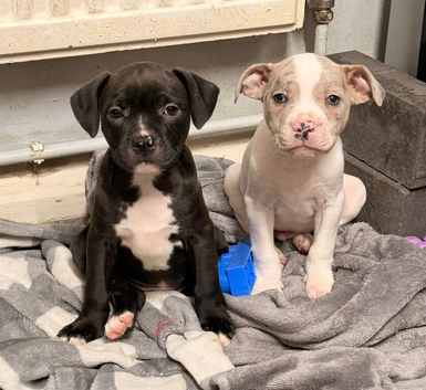 READY TO LEAVE STAFFY PUPS 1 LEFT