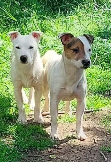 Jack Russells
