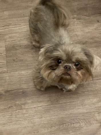 Stud only Imperial Lilac Dobie Shih Tzu Stud