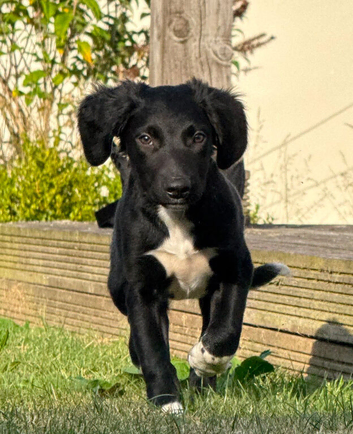 Sprollie Pups  1 Boy left
