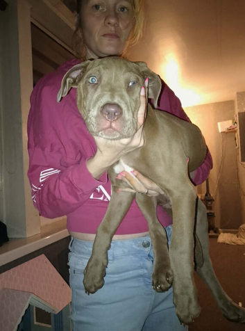 6 month old puppie for sale