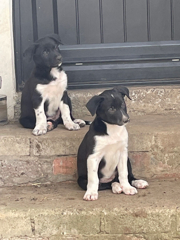 Collie x Kelpie pups