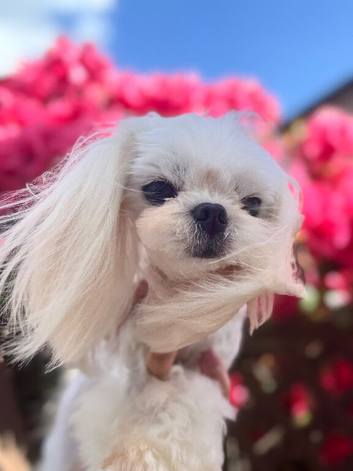 Adorable Adult Maltese Boy KR Imp