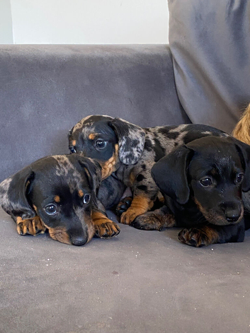 Long & Shorthair miniature dadchunds