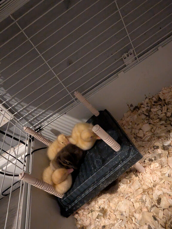 10 Ducklings