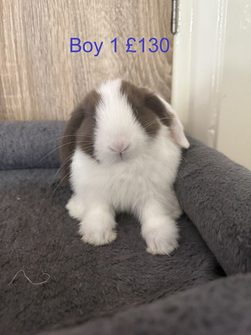 Pure Baby Mini Lops For Sales