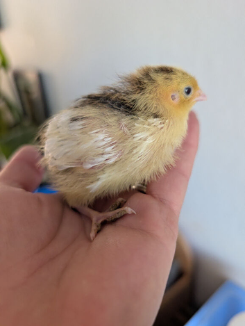 Mixed Coturnix Quail, Eggs, Chicks + Adults