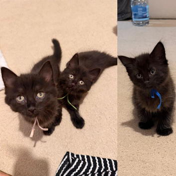 Ready to leave this week - kittens