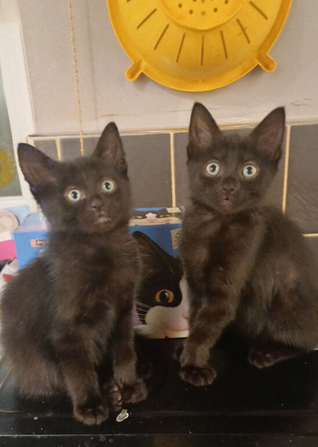 Kittens for sale