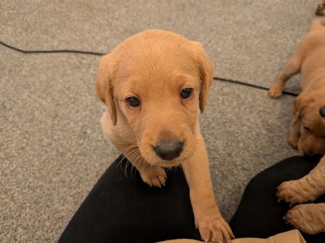 Stunning F2 labradoodle puppies