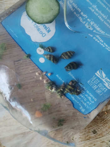 8-10 Assassin snails free or swap
