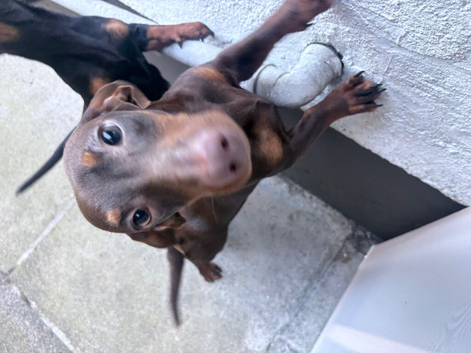 Chocolate brown dachshund