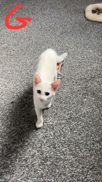 LOVELY CATS FOR SALE