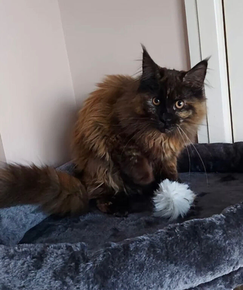 MAINE COON GIRL