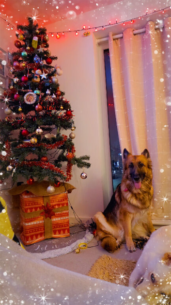 2 girl gsd