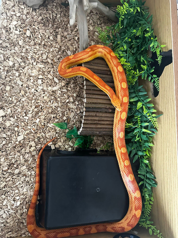 2 year old corn snake