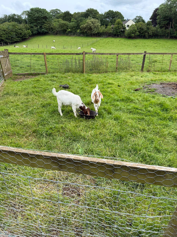 Goat kids for sale Boer x