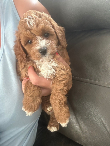 toy cavapoo 1 little boy left