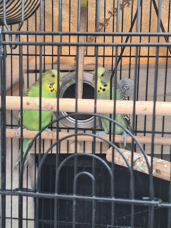Budgies male and female