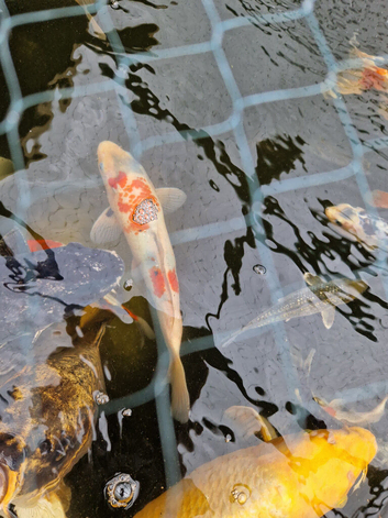 2 beautiful Japanese koi for sale