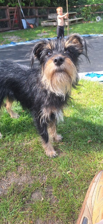 Norfolk terrier x Jack russell