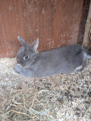 Netherlands dwarf male
