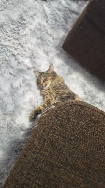 7.5 month female - spayed