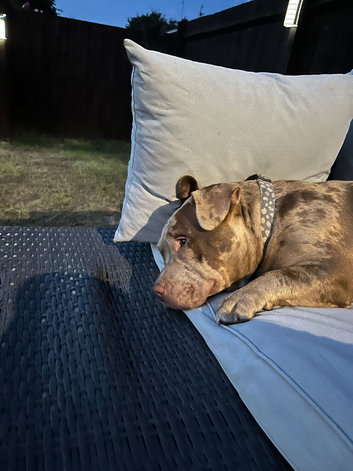 Merle pocket bully