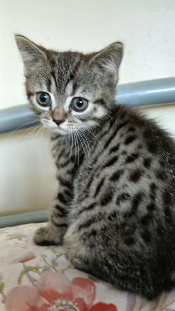 Bsh X Scotish straight kitten ,boy.  AVAILABLE till 27.  July only.
