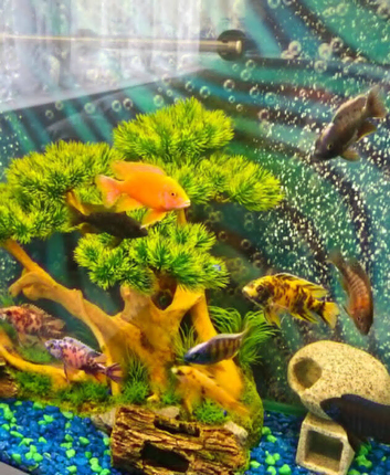 10 x Malawi peacock cichlids 3-4 inch long