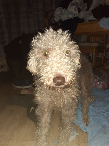 Pur&eacute; working bedlington but make excelente petspure