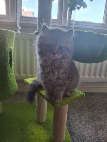 Beautiful purebred british long haired girl