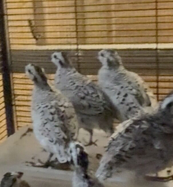 Snow flake bobwhites 3 young pairs