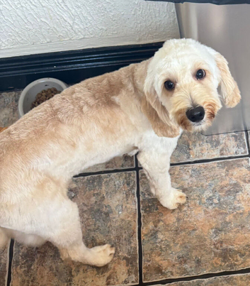 11 month Male Cavapoo (Teddy)
