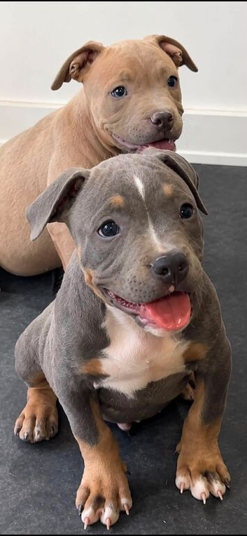 pocket bullies