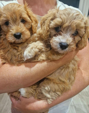 Cavapoo Puppy
