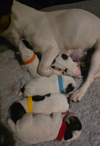 5 miniature jack russells