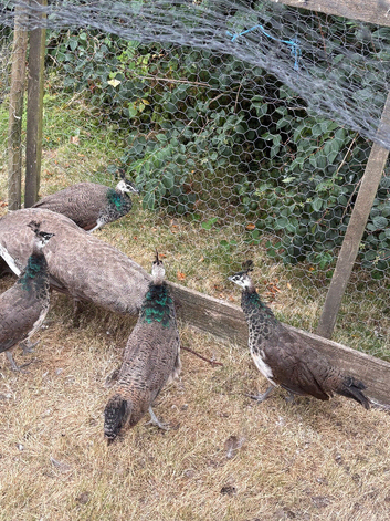 Peachicks
