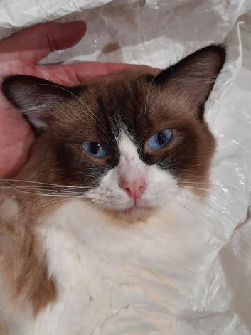 ACTIVE Ragdoll Proven Male GCCF & TICA Bi-Colour
