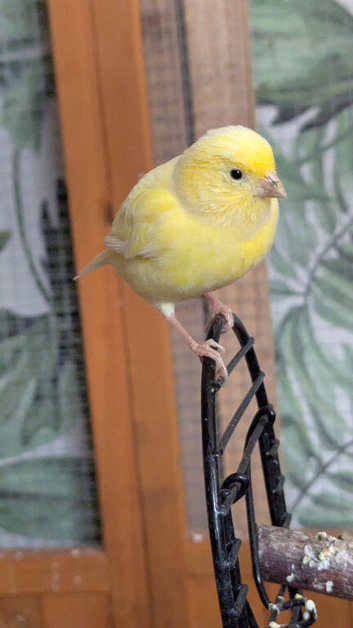 Canary